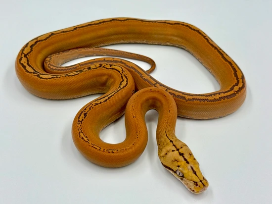 Orange Glow Golden Child Reticulated Python by MK Retics