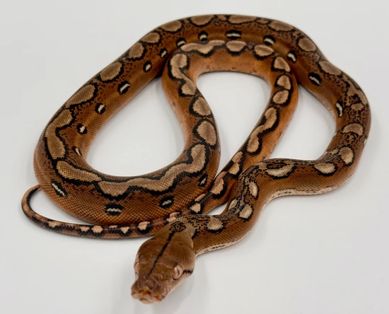 Sunfire 100% Het OGS & Purple OR Indo Caramel Reticulated Python by MK ...