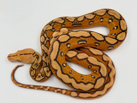 Sunfire Retic Morph Orange Glow Sunfire 100% Het OGS Reticulated Python by MK Retics