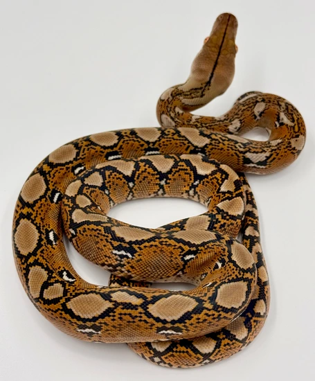 Beautiful Normal/Wild-Type 100% Het Orange Ghost Stripe & Purple OR ...