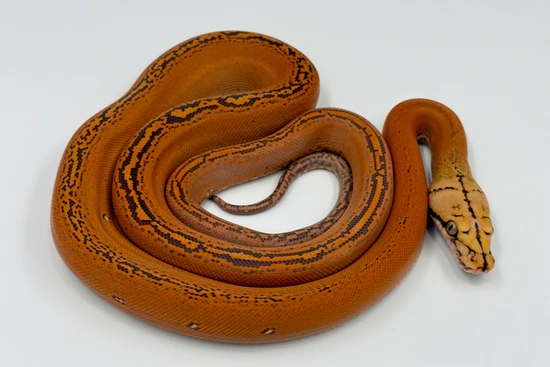 Orange Glow Goldenchild 100% Het Orange Ghost Stripe Reticulated Python ...