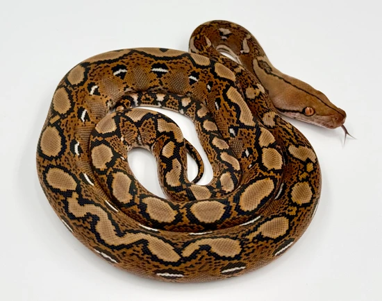 Wild Type Retic Python Normal/Wild-type 100% Het Orange Ghost Stripe & Purple OR Indo Caramel ...
