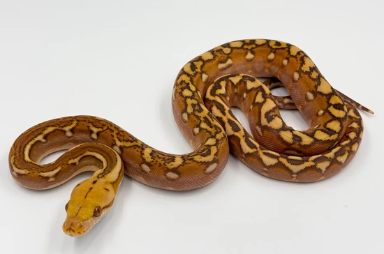 Mochino Phantom Reticulated Python by MK Retics