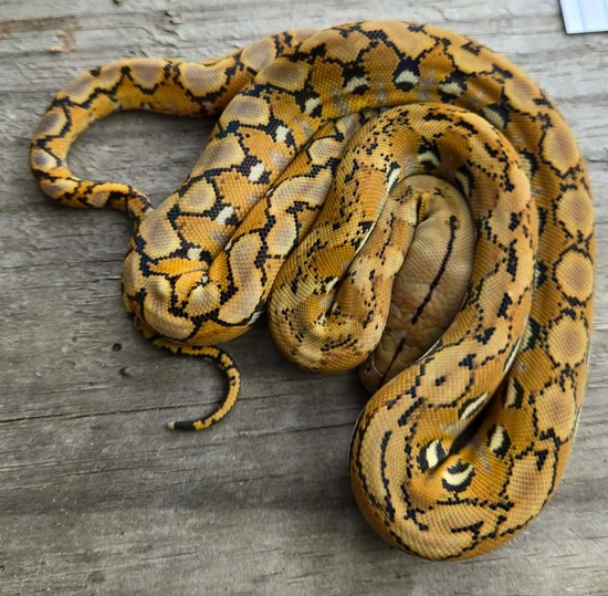 Kalatoah Tiger Reticulated Python Platinum 50% Bali 25% Kalatoa Reticulated Python by ATXotics