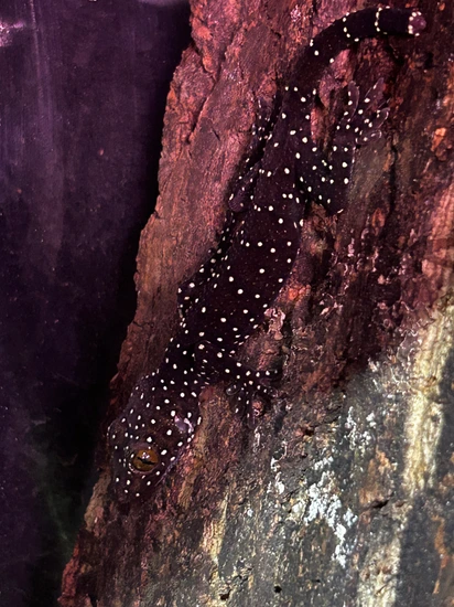Starry Night Gecko - Gekko Pradapdao More Gecko by Good Life Geckos