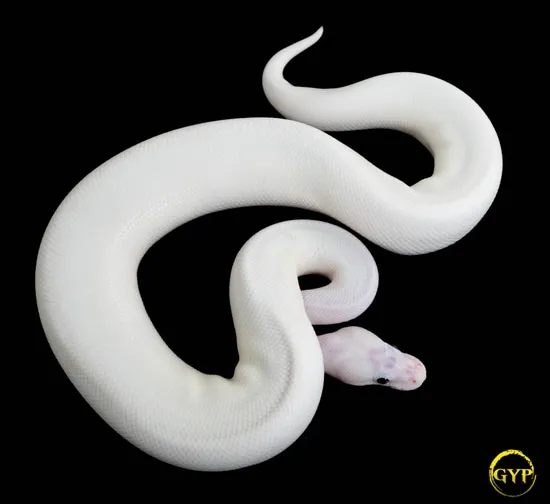White Wedding Ball Python by Gopher Your Pet