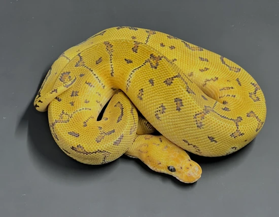 Pinstripe Clown Ball Python by Maddox Morphs