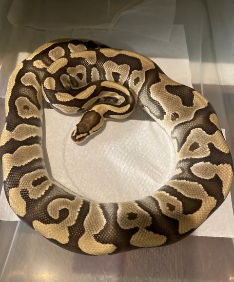 Phantom Cryptic Het DG Ball Python by Got Balls & Geckos?