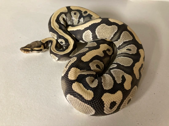 DG Phantom Pos DH Cryptic/Pied Ball Python by Got Balls & Geckos?