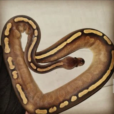 Coffee Ball Python - female for sale from G&Ms Balls