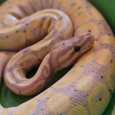 Summer Ball Python - female for sale from G&Ms Balls
