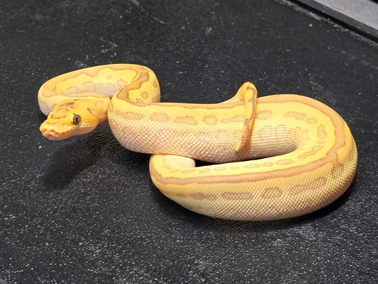Scarecrow Lesser Pos Het Pied Ball Python by BALL WARS