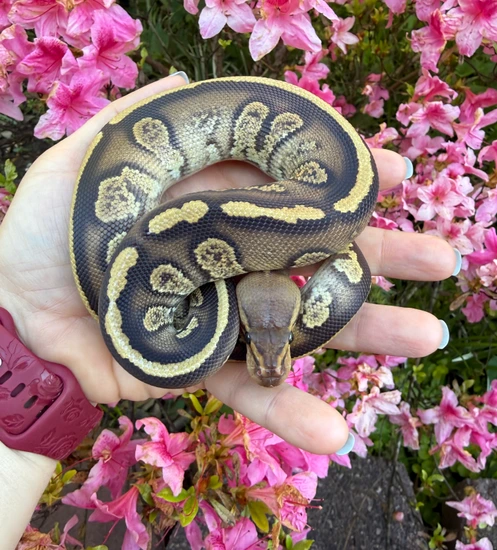 Luca - Stranger, Fire Ball Python by Graceful Pythons & Prints