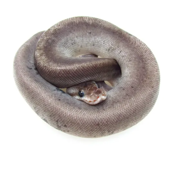 Silver Bullet Python Silver Bullet Ball Python by SnakesnAdders South Africa