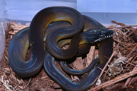 Northern White Lipped Python White-Lipped Python by Gran Exotics Inc.
