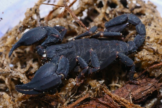 Java Scorpion Java Black Scorpion (Chaerilus Sp Java) by Gran Exotics Inc.