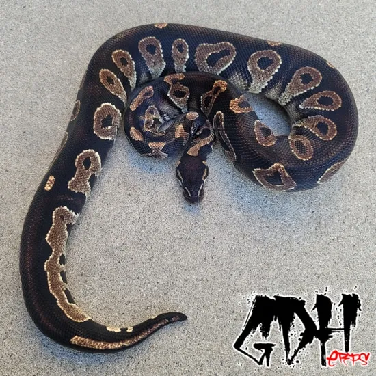 Blackhead Yellowbelly Red Gene Ball Python by Grand Daddy Herps