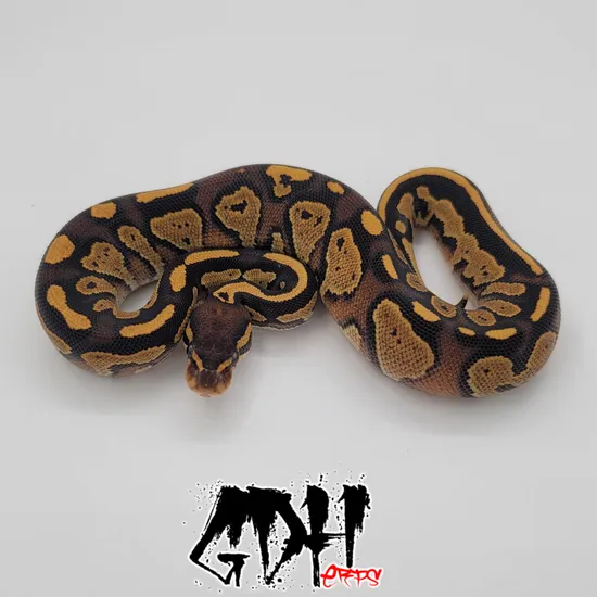 Black Head Spark Or Yellowbelly Ball Python by Grand Daddy Herps