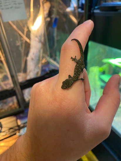 Strophurus Spinigerus More Gecko by West Coast Colubrids
