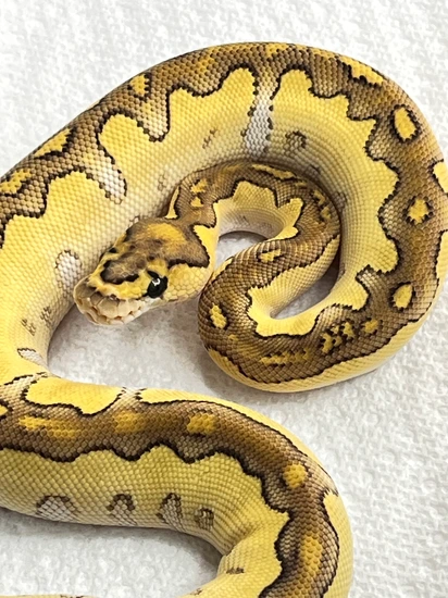 Lesser Clown Ball Python by High Mountain Exotic Reptiles