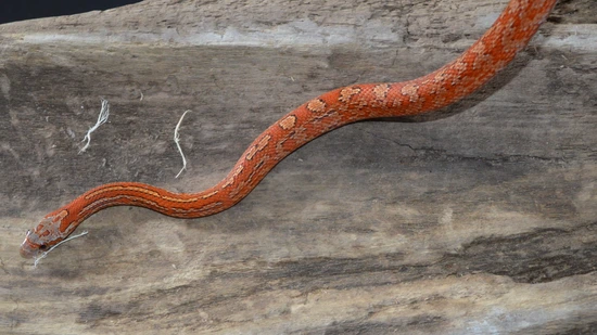 Tessera Bloodred Dh Amel Charcoal Corn Snake by Creekside Constrictors