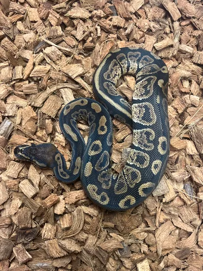 Grim Ball Python by GSReptiles