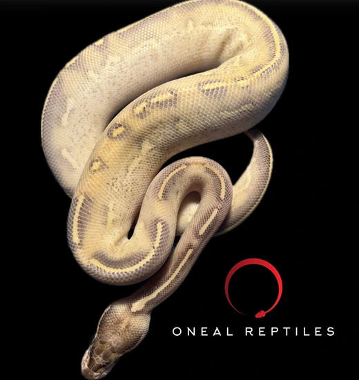Highway Ball Python by Oneal Reptiles