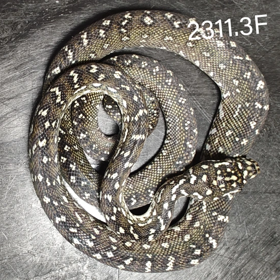 WPB2311.3F Diamond Carpet Python by The GTPKeeper LLC
