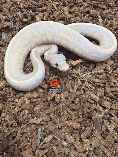 Stranger Banana Het Clown Ball Python by George Emde Reptiles