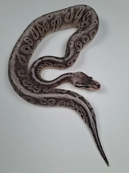 Ball Python Siver Silver Streak Ball Python by Snizards!