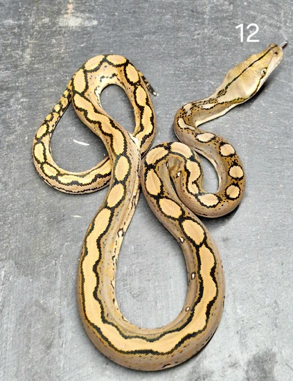 Motley Titanium Reticulated Python Motley Reticulated Python by Flawless Scales