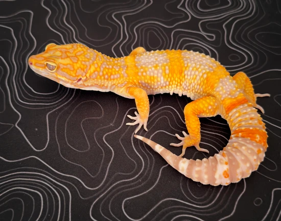 🥉Copper X Red Diamond Cross♦️ Leopard Gecko by Genesis Geckos
