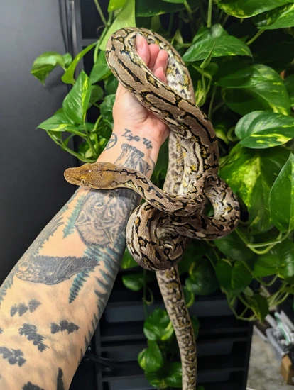 Kalaotoa Marble Jaguar Reticulated Python by DragonLine Boas