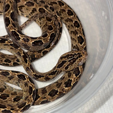 l-carnitine sigma Immaculate Western Mangrove Cat snake from my recent Thailand expedition  🖤💛 , None of us had been to this region of southern Thailand before, so  it was a bit of a mystery what we might encounter along main image 1