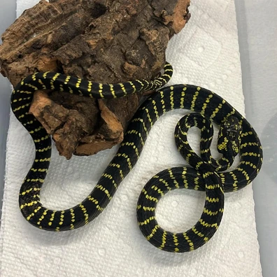 boiga dendrophila melanota for sale Wild caught Malaysian Mangrove Snake. (Boiga melanota). : r/snakes Mangrove Snake For Sale