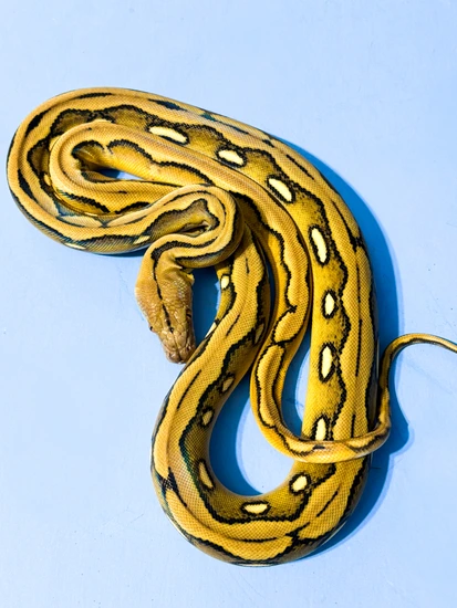 Sun Tiger Reticulated Python by Hagerstown Scales & Tails
