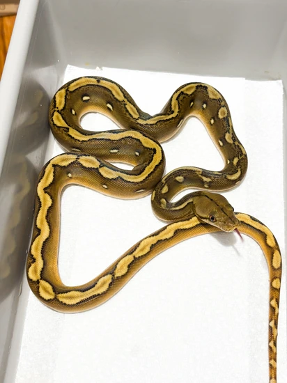 Sunfire Reticulated Python by Hagerstown Scales & Tails