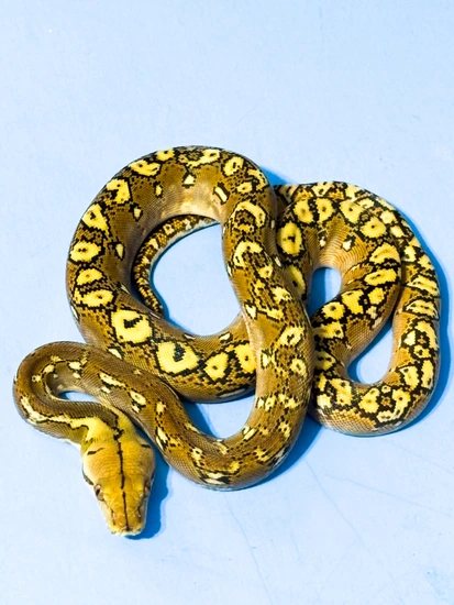 Phantom Reticulated Python by Hagerstown Scales & Tails