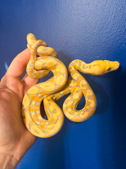 Purple Reticulated Python by Hagerstown Scales & Tails
