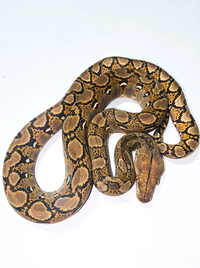 Reticulated Python Het Purple/Indo by Hagerstown Scales & Tails