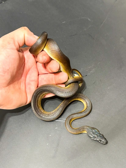 Northern White Lipped Python White-Lipped Python by Hagerstown Scales ...
