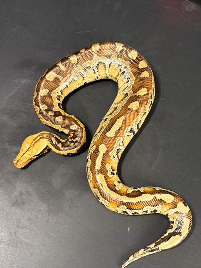 Borneo Python Vs Blood Python Borneo Blood Python by Hagerstown Scales & Tails