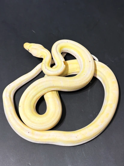 Cow Reticulated Python ( Paradox !!!) by Hagerstown Scales & Tails