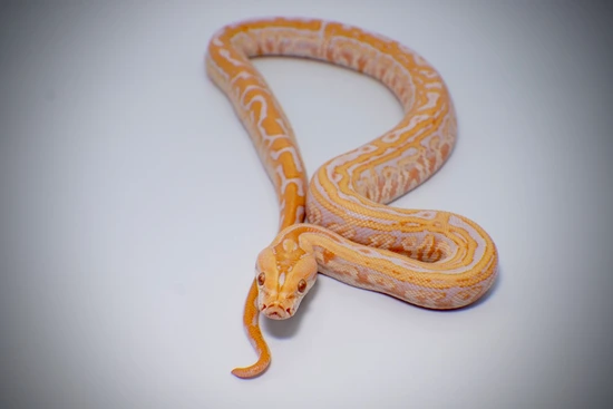 Albino Labyrinth Burmese Python by Mountain Man Constrictors LLC