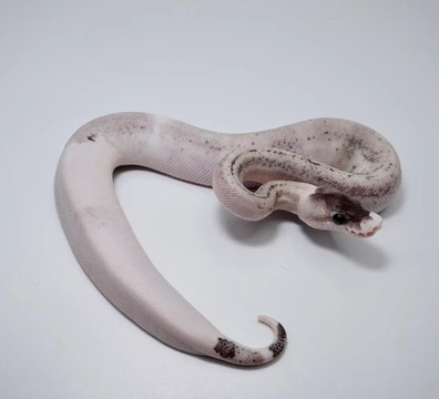 Super Pewter Ball Pythons For Sale | MorphMarket