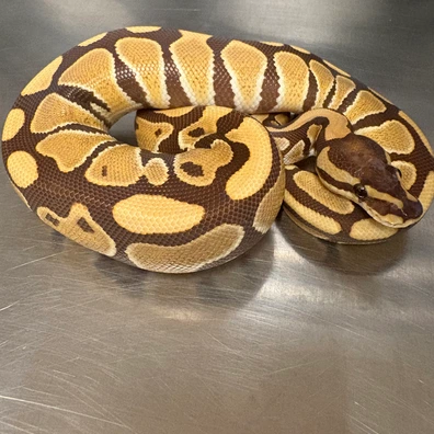 Monarch 100% Het Clown Female. Ball Python - female for sale from Quality Pythons