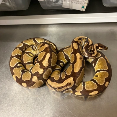 Pair 2024 Sub Adults Monarchs Pos Het DG. Ball Python - unknown for sale from Quality Pythons