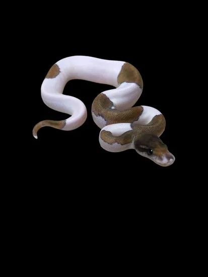 Black Magic Python Black Magic Pied Ball Python by Morph Addicts