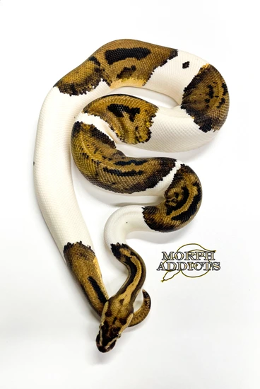 Pastel Leopard Pied 100% Het Hypo Ball Python by Morph Addicts