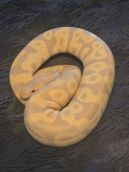 1.1 🔥Pair 🔥 Read Details!!! Ball Python by AJs Wicked Balls - Pollutant Free Food For Ball Pythons